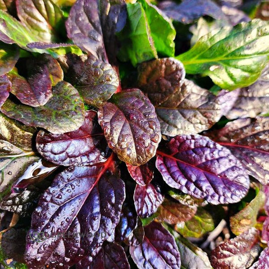 "Close-up of almost black mahogany leaves of Mahogany Bugleweed Ajuga reptans"