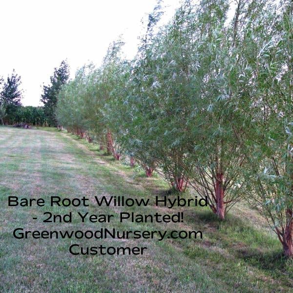 Hybrid Willow Trees used as a privacy hedge, reaching over 15 feet high in just two to three years