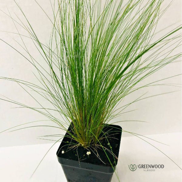 Close-up of brown plumes on Mexican Feather Grass in summer