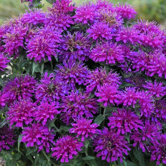 Close-up of Monarda 'Grape Gumball' with rich purple flowers and dark foliage