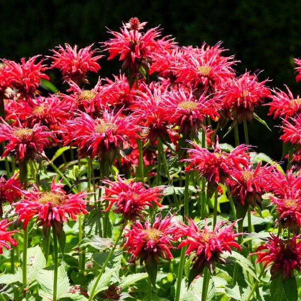 monrda jacob cline in garden