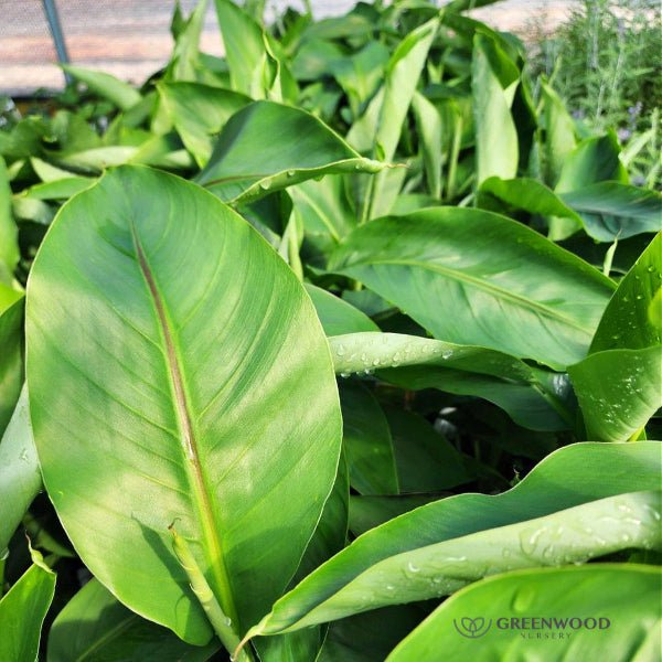 Musa basjoo banana plant growing in a container, showcasing its tropical appearance