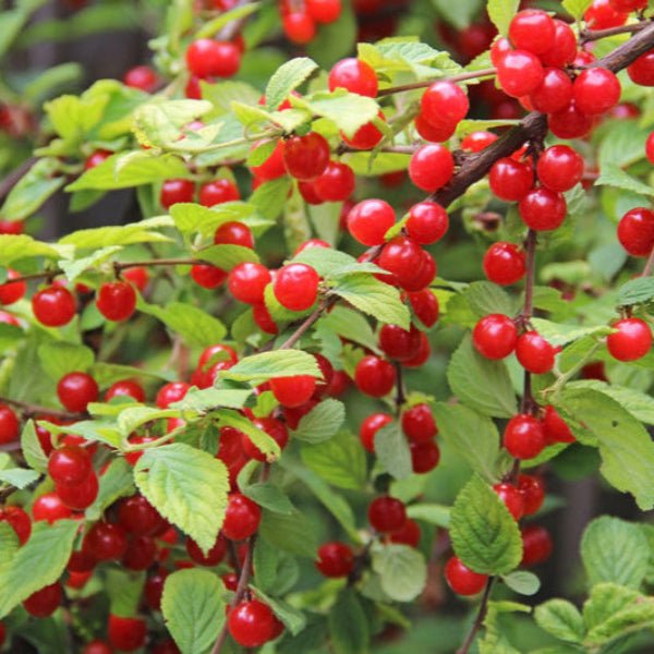 Nanking Cherry Prunus tomentosa