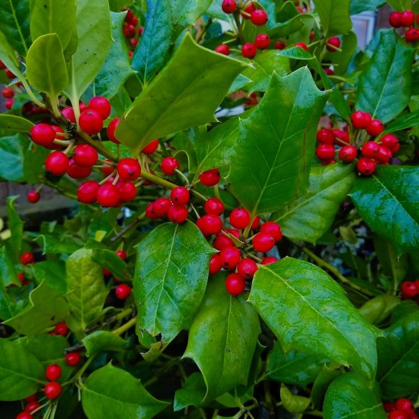 Nellie R. Stevens Holly