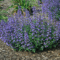 Junior Walker Catmint | Nepeta faassenii