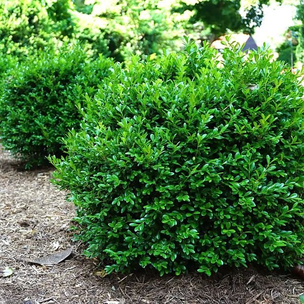 Green shrub in a garden setting with blurred background newgen-independence-boxwood