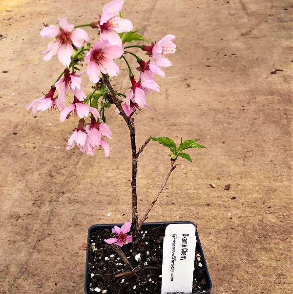 "Okame Cherry Blossom Tree with pink blossoms in container for shipping"