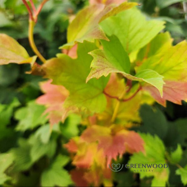 Old Fashioned Snowball Viburnum with bright green foliage turning to purplish-red in fall