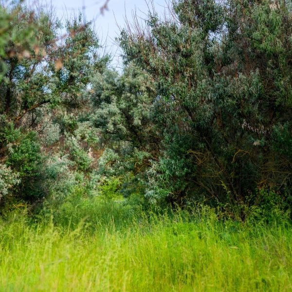 Russian Olive Shrubs