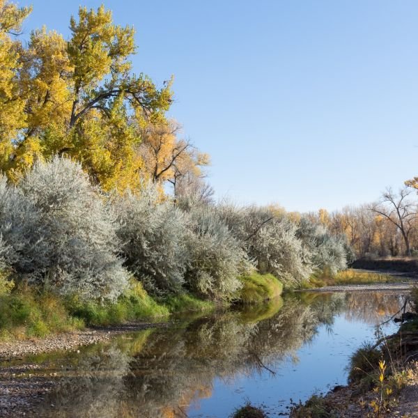Mature Russian Olive shrubs with distinctive silvery-green foliage growing along a riverbank, reflecting in the calm water under a clear blue sky with golden autumn trees in the background.