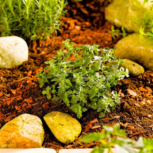 Flavorful Culinary Herb Hot and Spicy Oregano"