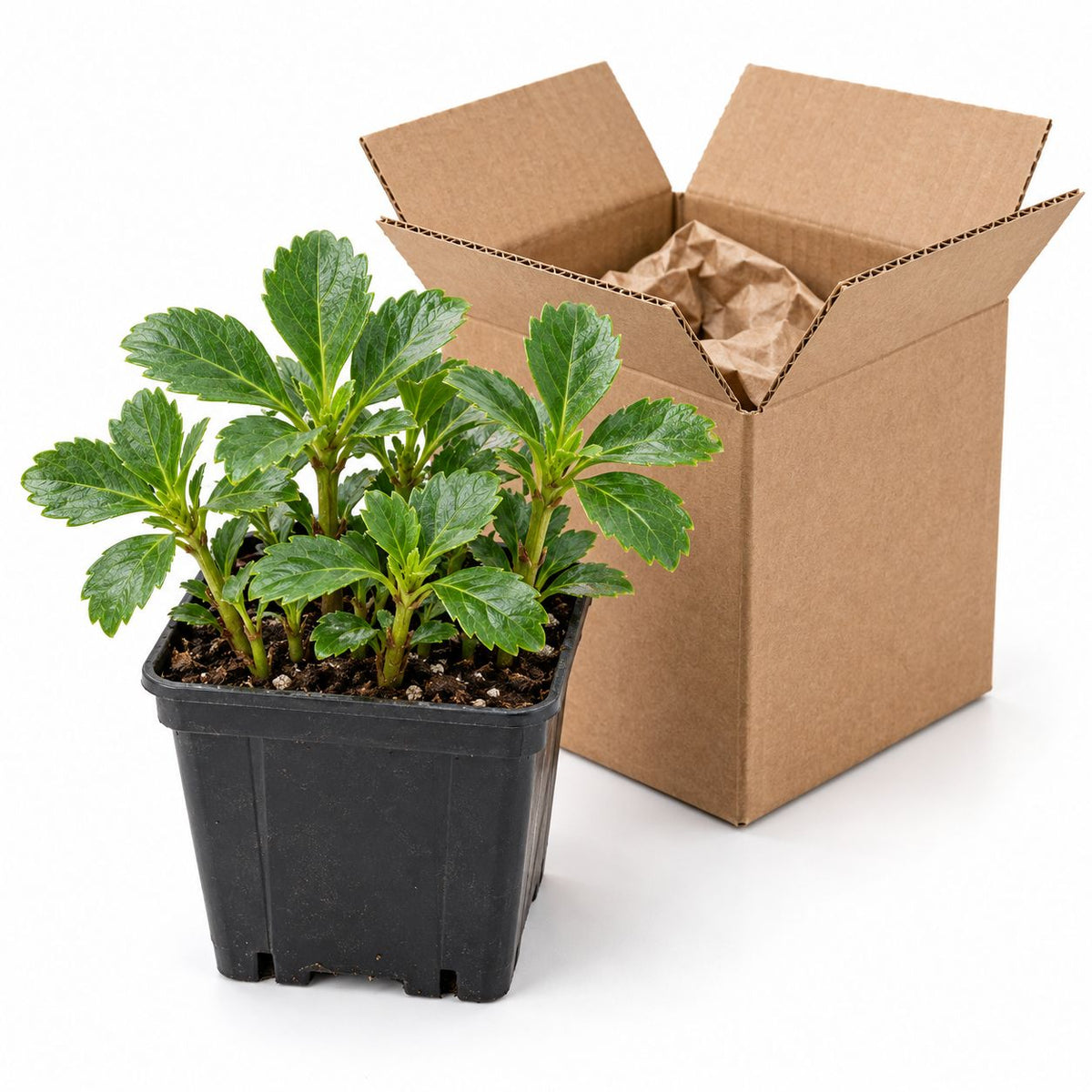 Pint pot of healthy Pachysandra terminalis groundcover plant next to open nursery shipping box