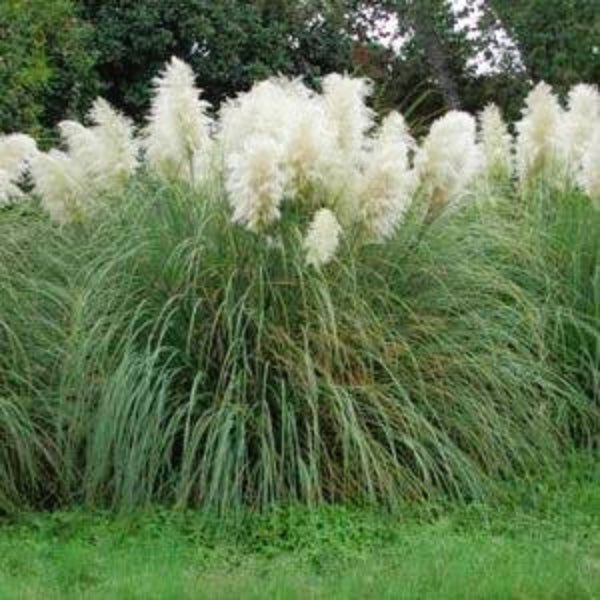 White Pampas Grass used as a privacy hedge, marking property boundaries and adding visual interest to the garden