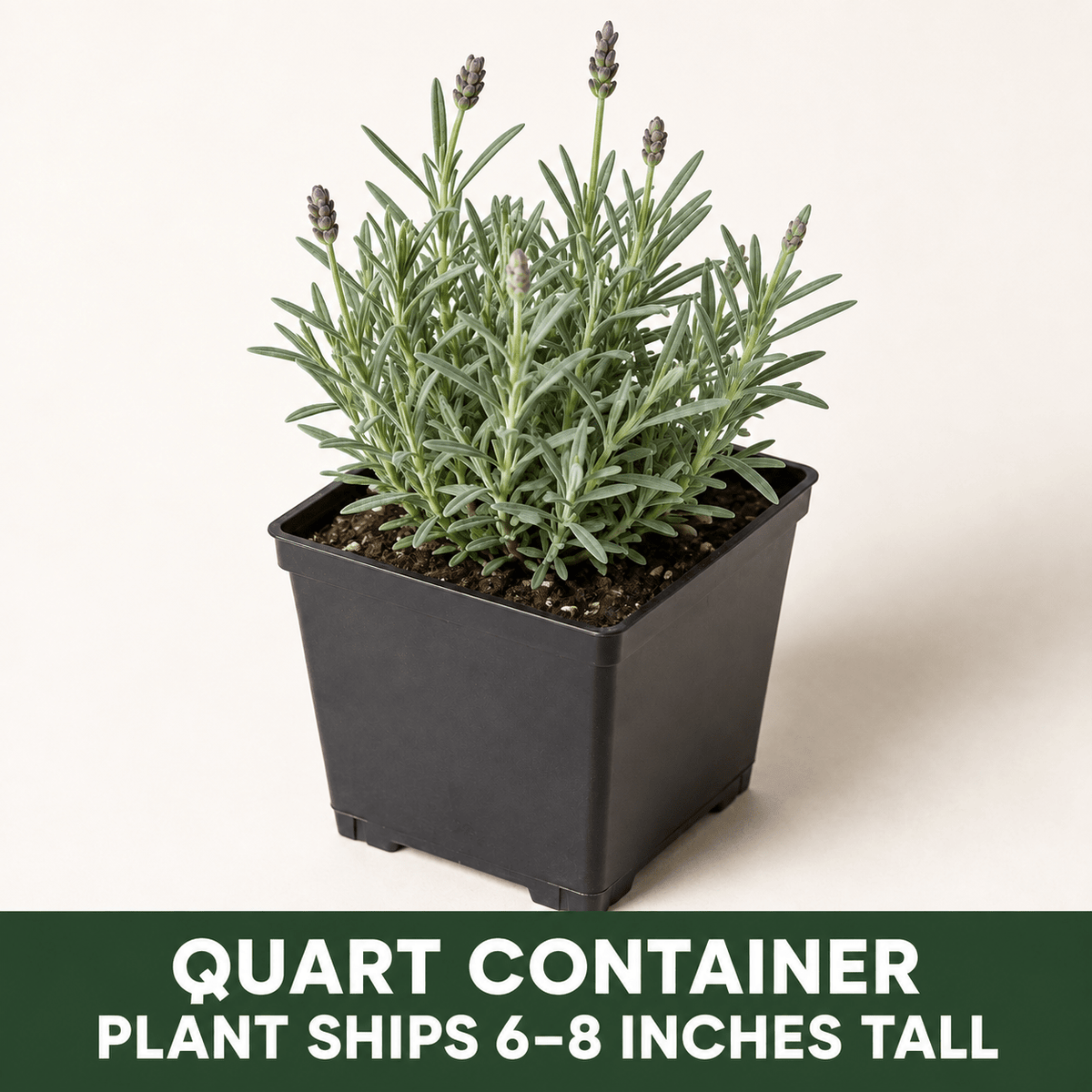 A quart-sized potted lavender plant with narrow green leaves and budding purple flower spikes in a black container against a plain background, with text noting the plant ships 6–8 inches tall.