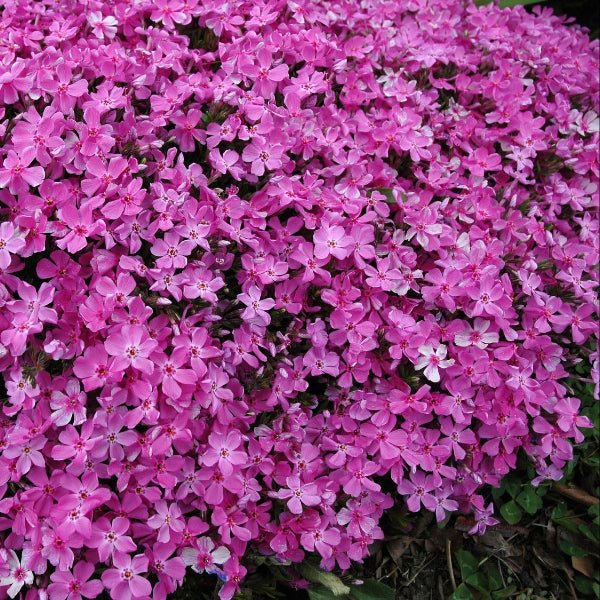 Pink Creeping Phlox blooming in a vibrant pink garden display