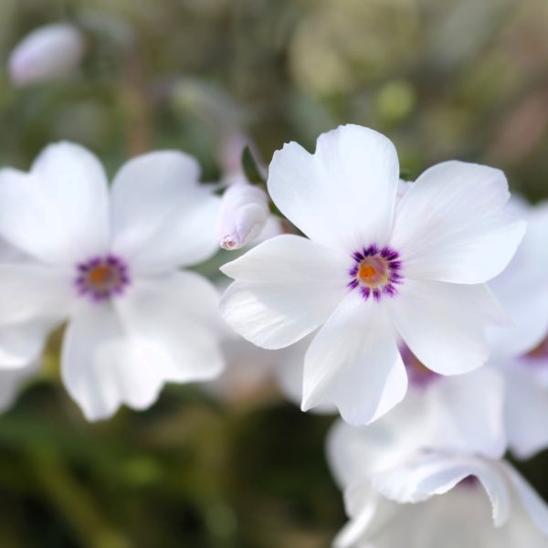 Close-up of Amazing Grace Creeping Phlox's lush green foliage and white blossoms