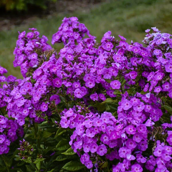 Close-up of 'Cover Girl' Phlox paniculata's lavender purple flowers with white halo