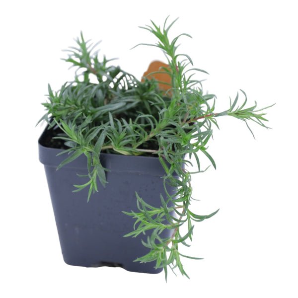 Close-up of Red Creeping Phlox's in pint pot ready to ship