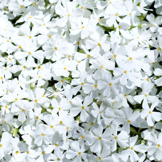Close-up of White Creeping Phlox's pure white flowers