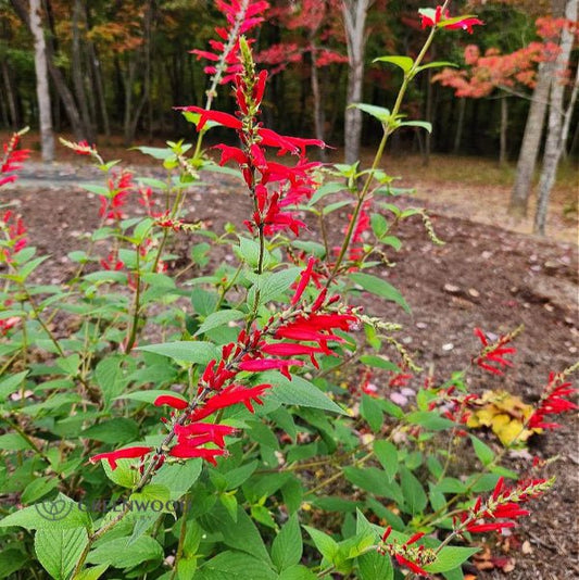 Pineapple Sage with bright red flowers and lush green foliage