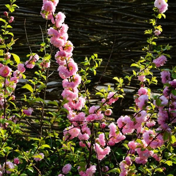 Profuse Double Pink Blossoms of Prunus glandulosa