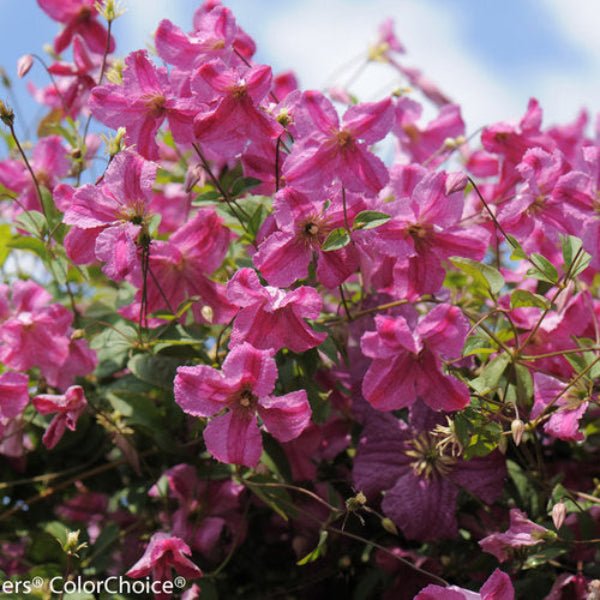 "Pink Mink Clematis growing on a trellis"