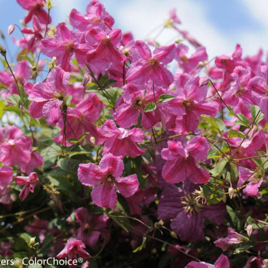 "Pink Mink Clematis growing on a trellis"