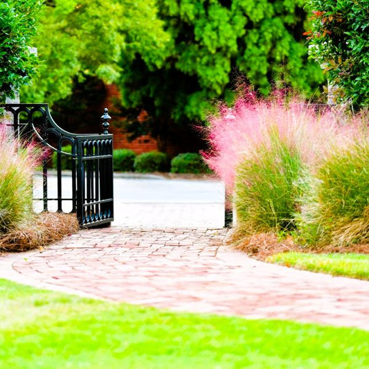 Pink Muhly Grass with Cotton Candy-Like Pink Plumes