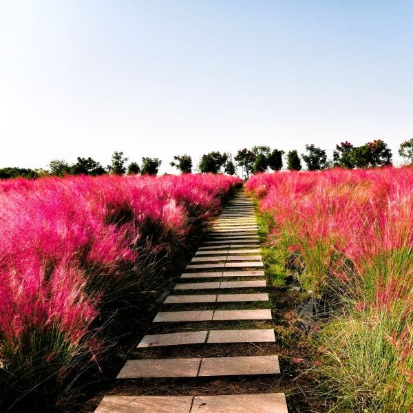 Pink Muhly Grass with Cotton Candy-Like Pink Plumes