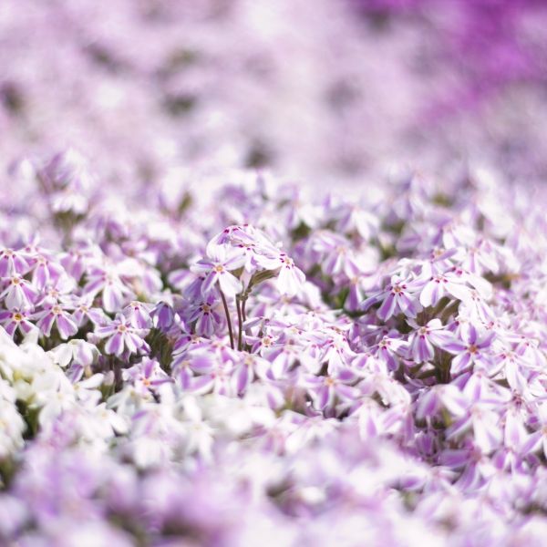 Close-up of Purple Creeping Phlox's rich purple flowers