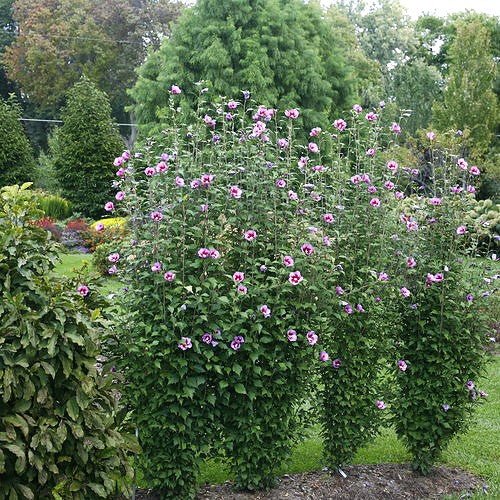 purple pillar upright bush picture with flowers.