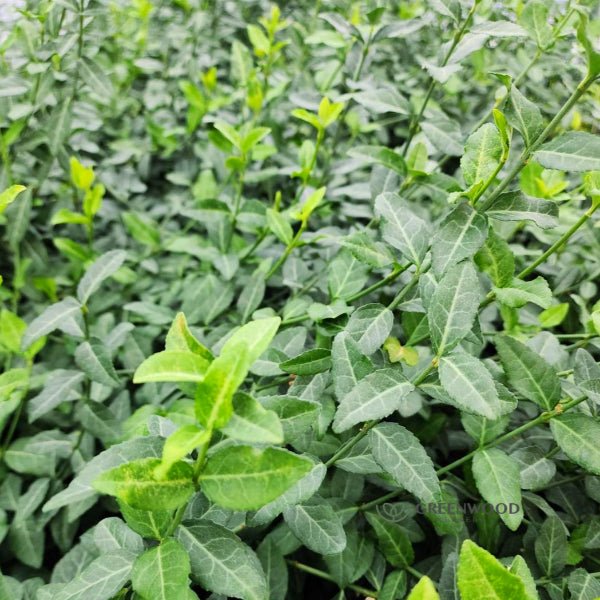 Close-up of Purple Wintercreeper's evergreen foliage