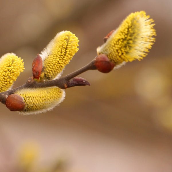 Close-up of Pussy Willow's silky golden catkins against gray bark