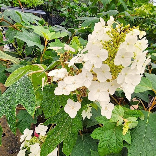 pee wee hydrangea close up in greenhouse