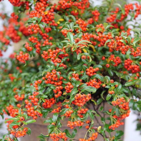 Close-up of Berry Box Pyracomeles' orange and red berries in autumn