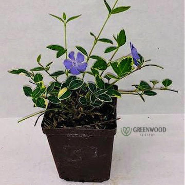 Vinca Minor 'Ralph Shugert' with variegated leaves and violet-blue flowers in 3.5" pot ready to ship