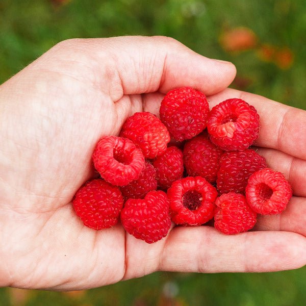 Ripe Nova Summer Red Raspberries ready to eat