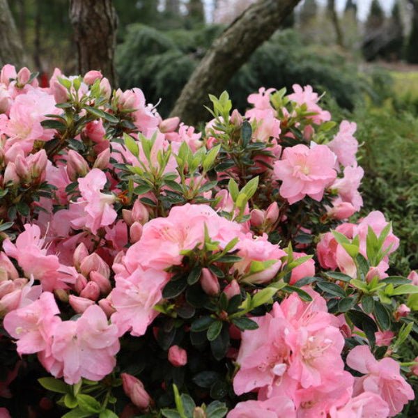 Close-up of Perfecto Mundo® Pink Carpet Azalea showcasing its beautiful hot pink flowers."