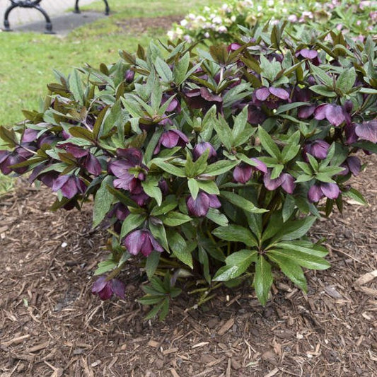 'Rome Red' Helleborus used in a shaded garden, adding early spring color