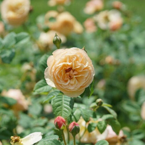Close-up of Flavorette® Honey-Apricot Rose's bowl-shaped blooms and soft, honey-apricot petals