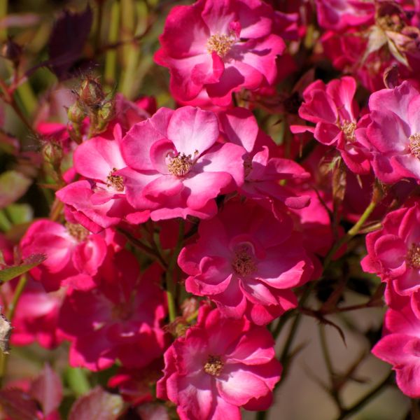 rosa rugosa seeds for sale Rugosa Rose Red Bushes