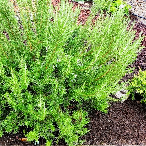 Rosemary Hill Hardy | Greenwood Nursery