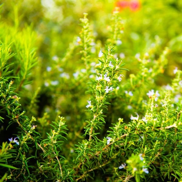 Versatile Creeping Rosemary Herb for Culinary and Garden Use"