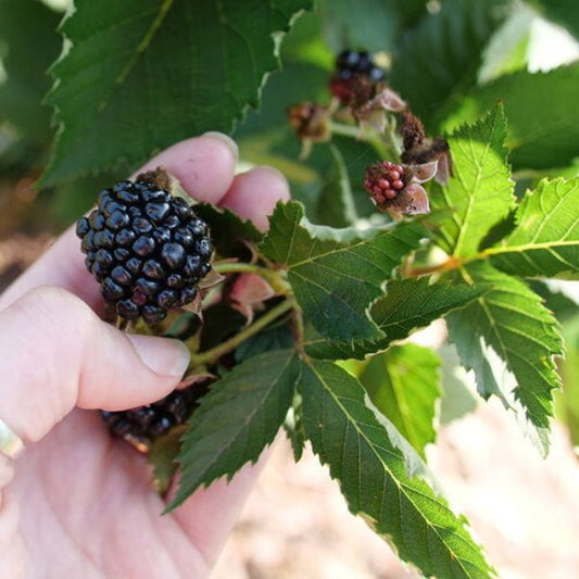 Close-up of Taste of Heaven Thornless Blackberry's large, juicy berries