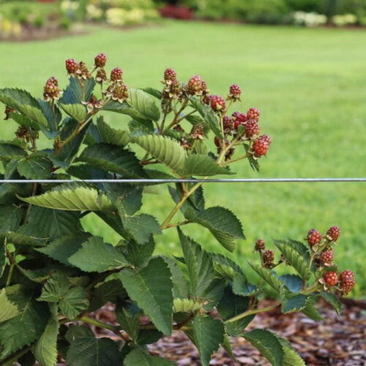 Taste of Heaven Thornless Blackberry with large, sweet berries