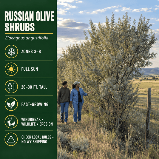 Two people walking next to tall shrubs in an open field, with informational text about Russian Olive Shrubs displayed on the left side.