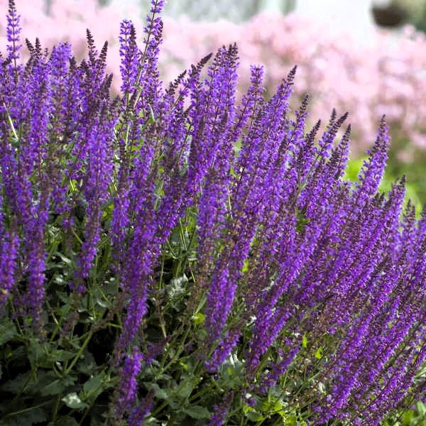 Close-up of Salvia May Night's bluish purple spike blooms"