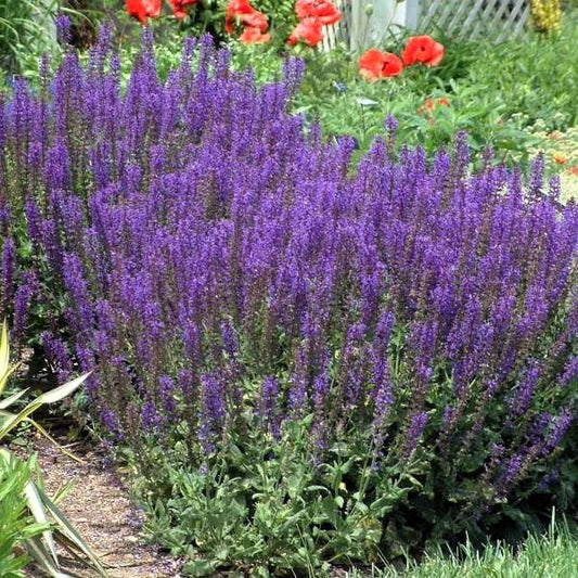 Salvia May Night with bluish purple spike flowers adding vibrant color to a garden