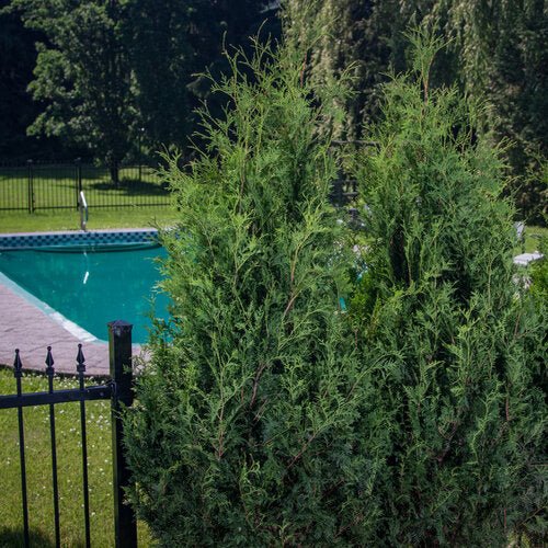 Green shrubbery in front of a pool with a fence and trees in the background