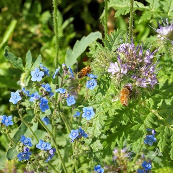 Close-up of native bees and honey bees foraging on Bee Food Seed Mix flowers